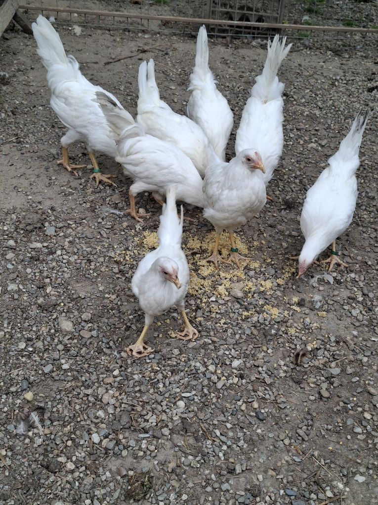 Pui rasa LEGHORN  [ cea mai outoare rasa)