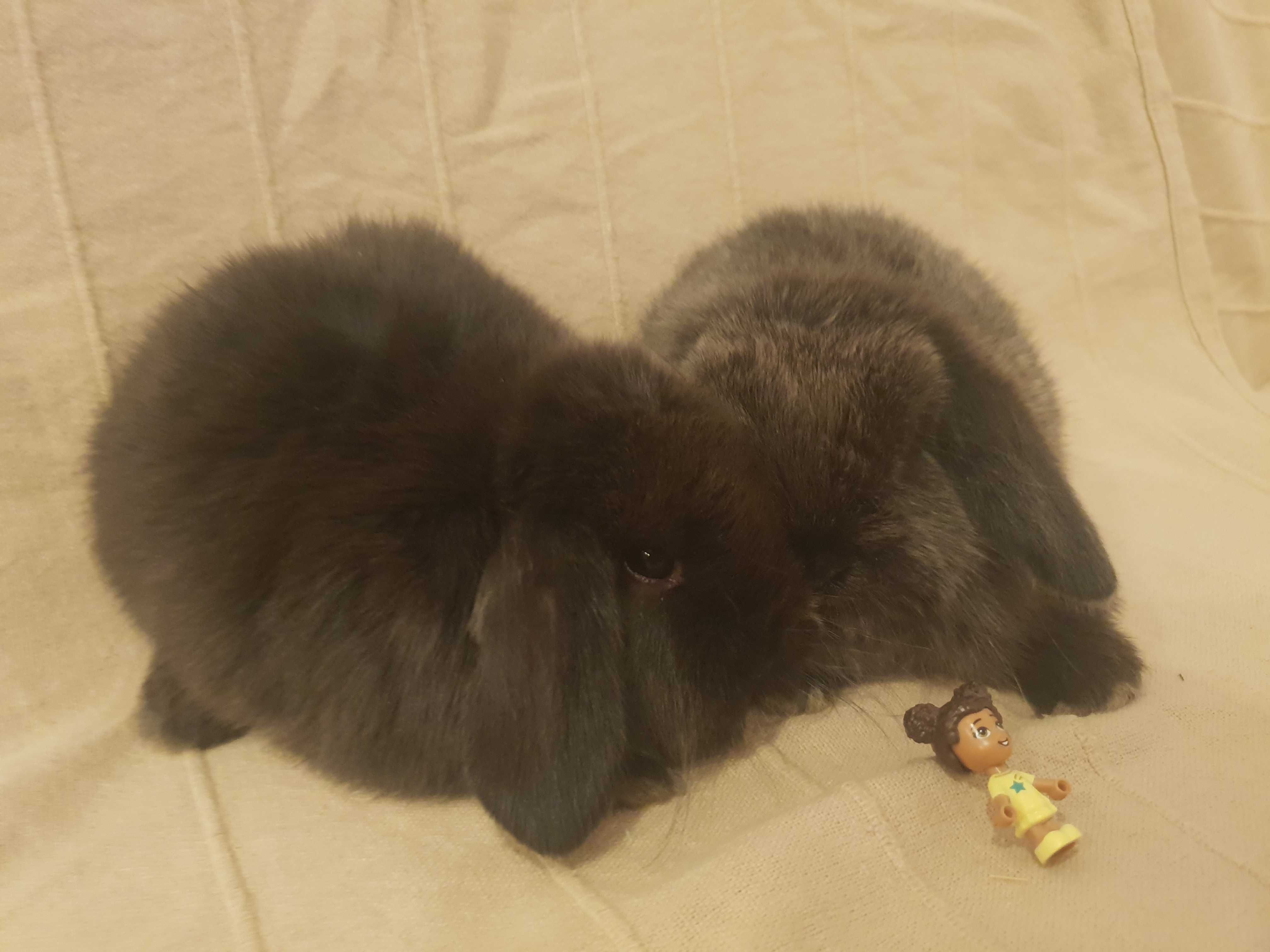 Iepuri Pitici Mini Lop Holland Lop Berbec Pitic