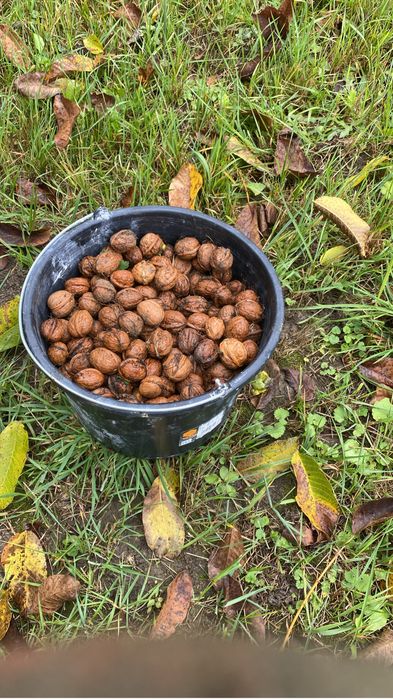 Vand 30-40 kg de nuci in coaja de anul acesta