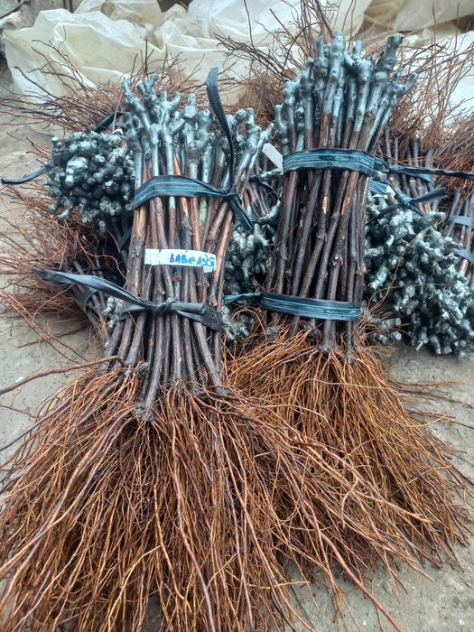 Butasi vita de vie anul 2 și anul 3