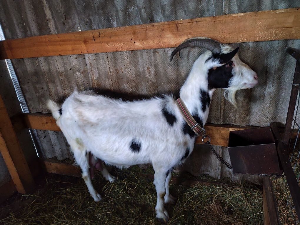 Capre de vânzare + țap