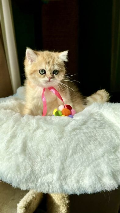 Fetita British Shorthair Chinchilla Gold