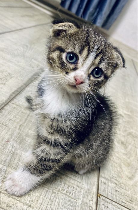 Donez pisică scottish