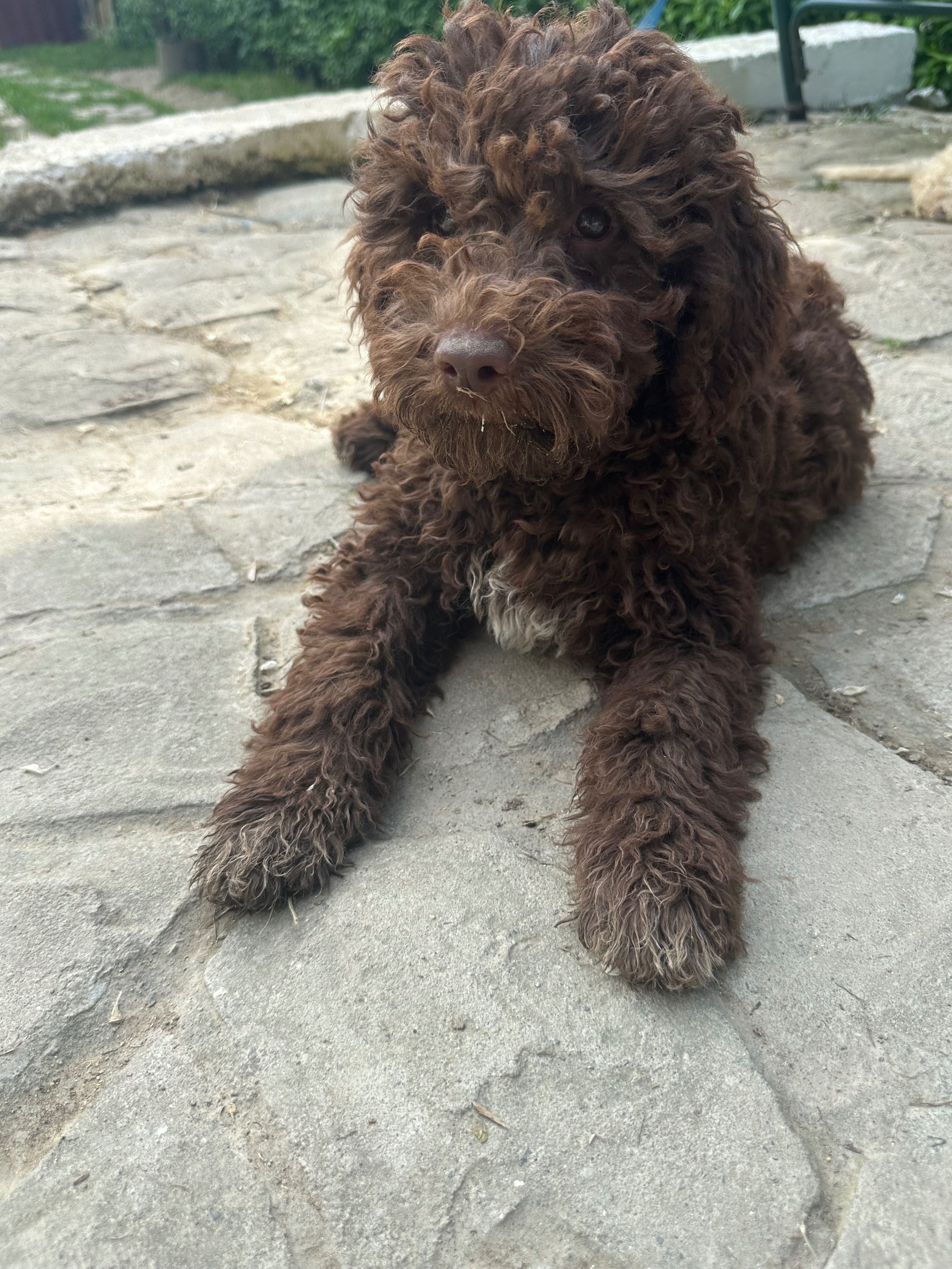 Lagotto Romagnolo