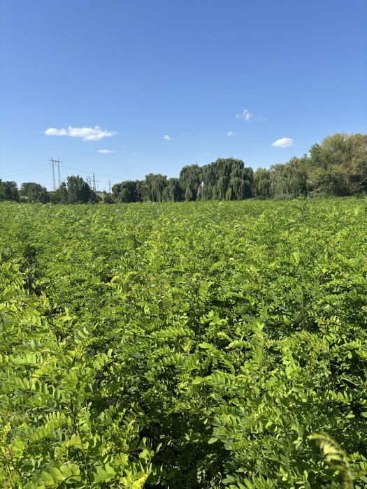 Vand puieti forestieri