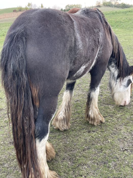 Vand manze,fac schimb si cu baloti sau porumb
