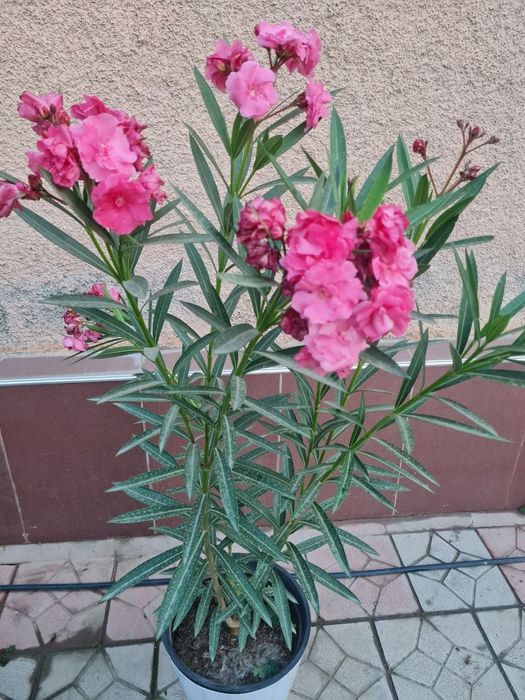 OFIS GULLARI, Офисные цветы