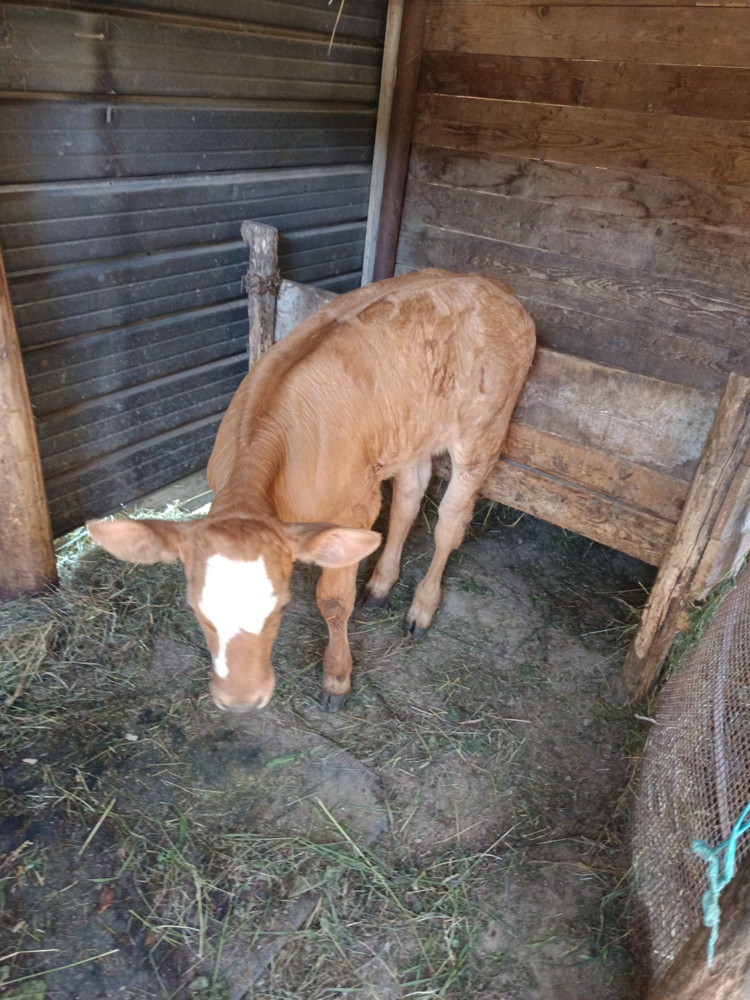 Vând Vițea bălțată Românească,1 lună