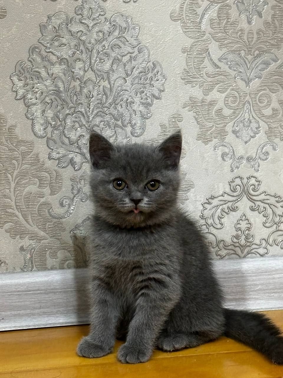 Продаётся котенок