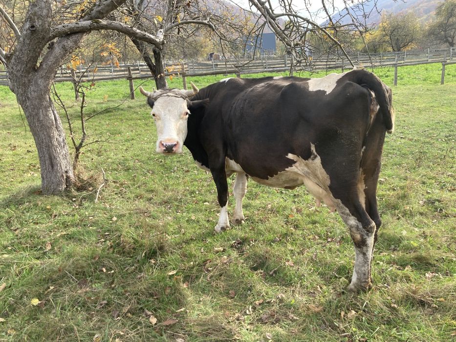 Vaca pentru lapte