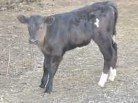 Vitea Holstein, 10 saptamani