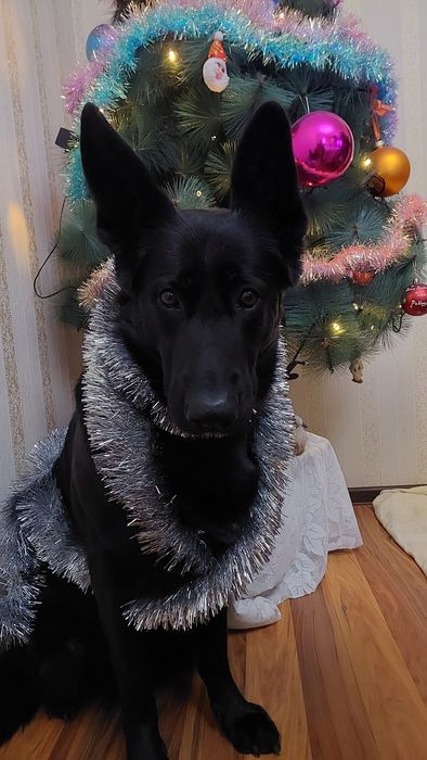 Передержка. В гостях у кинолога!