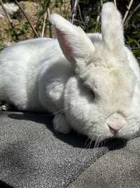 Кролики породы Новозеланский Белый