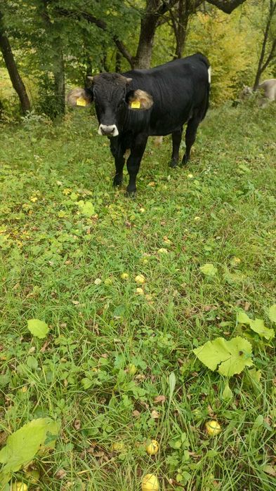 De vanzare 3 vitei taurasi