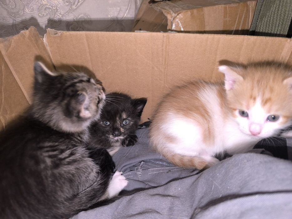 Котята в хорошие руки