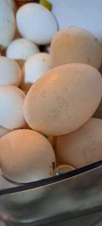 Яйца домашние белые