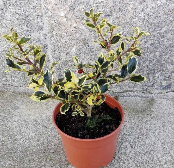 Ilex euonimus verde variegat tufa pomisor