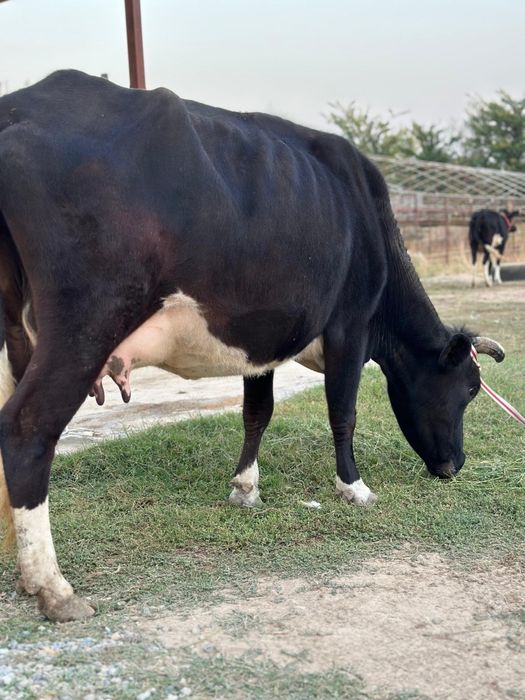 3 тума сүтті бзаулы сиыр сатылады