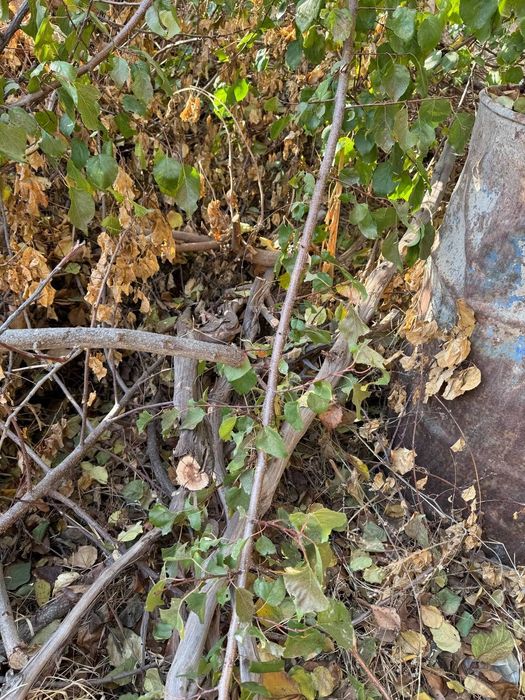 Tekinga otin bor текинга утин бор