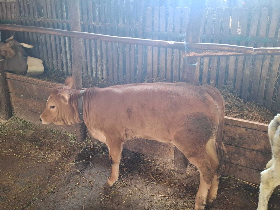 Vând viței si vitică