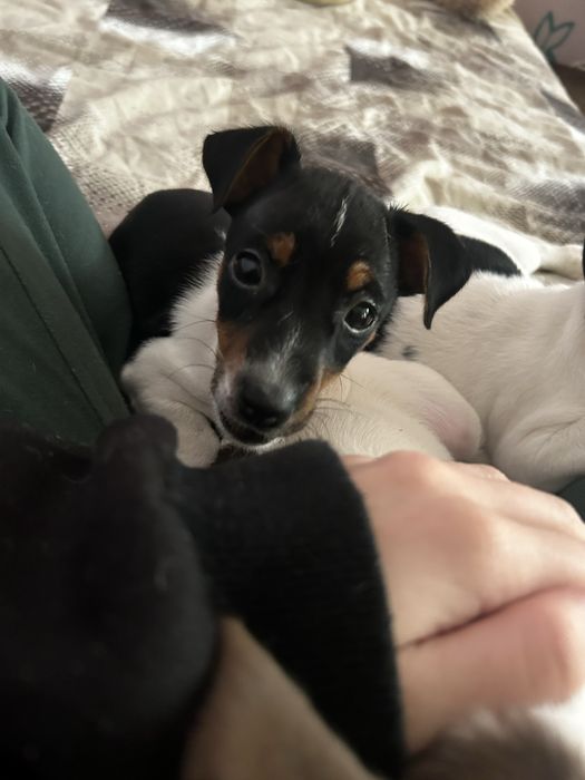 Джак Ръсел бебе