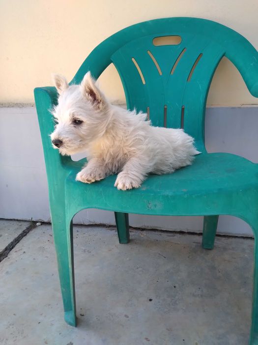 Westie pui Westie
