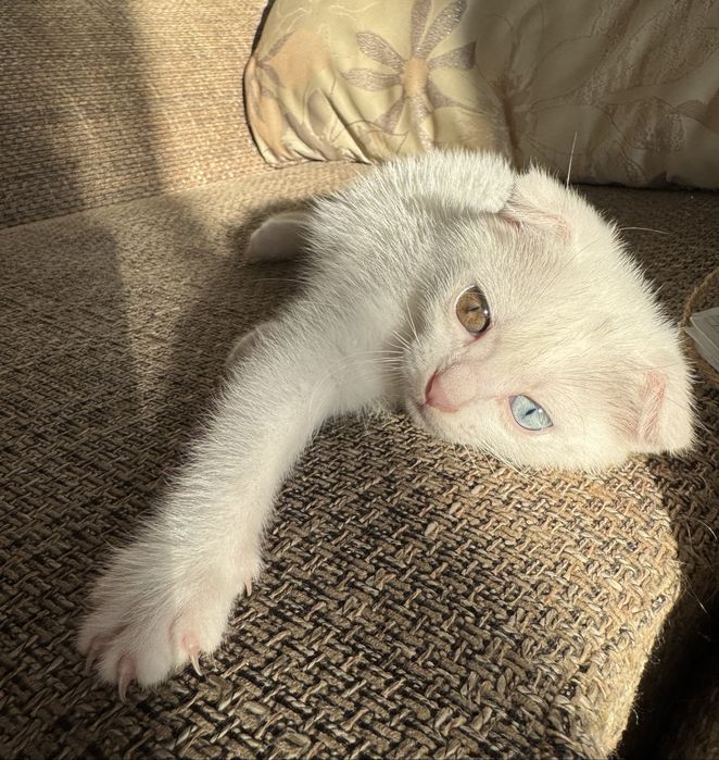 Турецкая Ангора