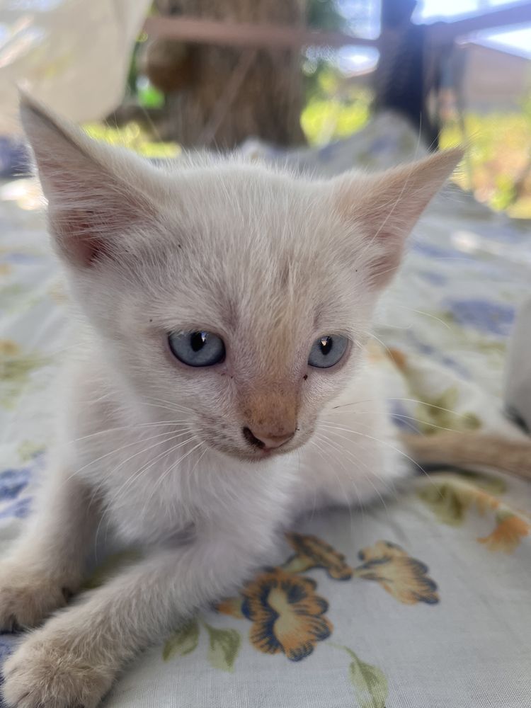 Отдам котенка в хорошие руки
