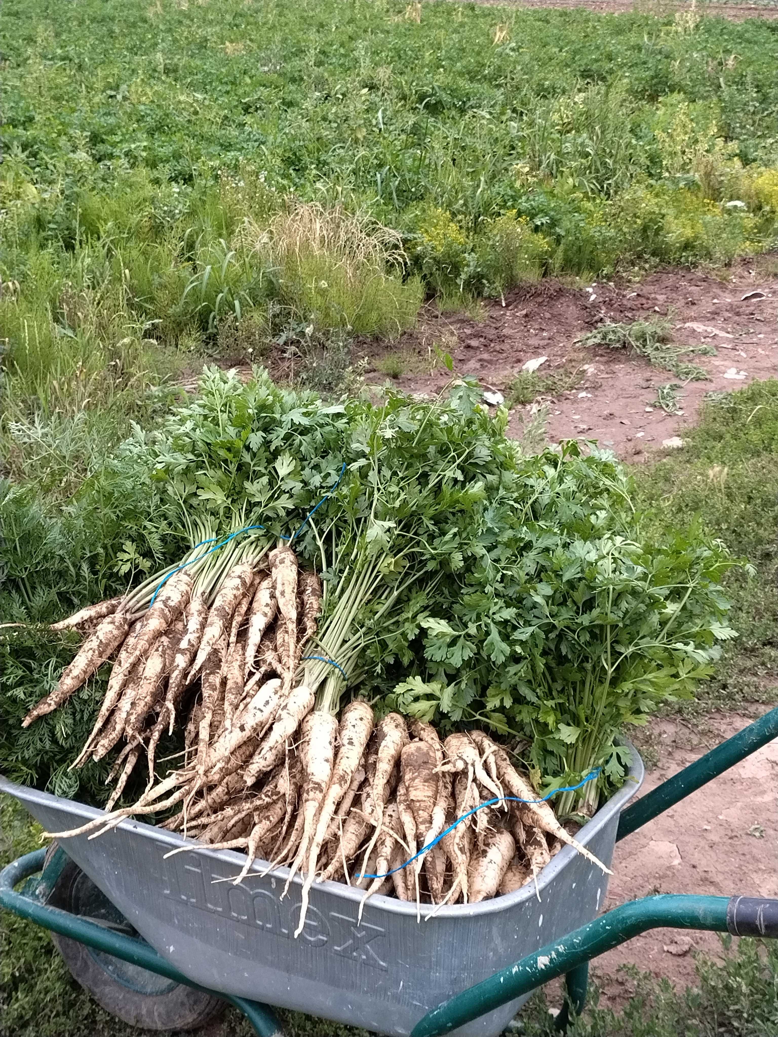 Morcovi pătrunjel păstârnac