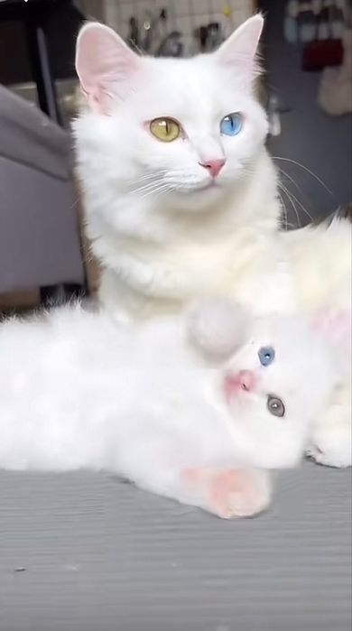 Туреций ванский кошка