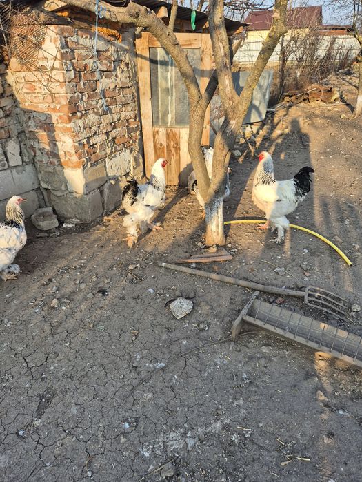 Cocos brahma de vânzare