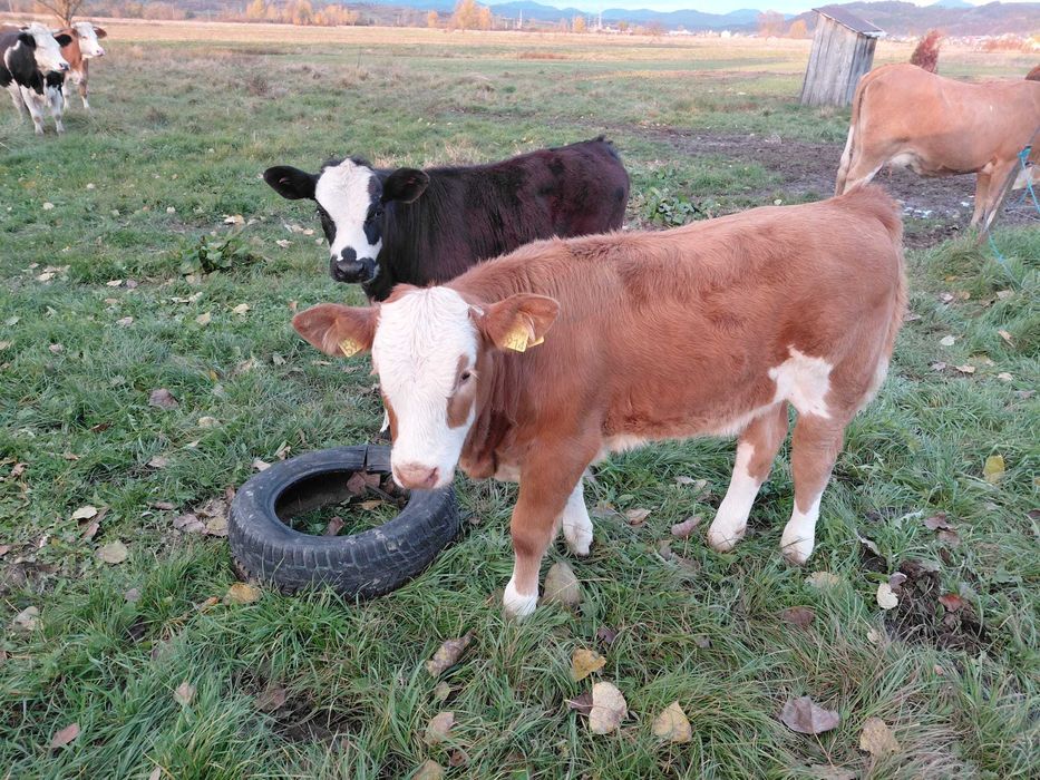 Vând     2    vitei