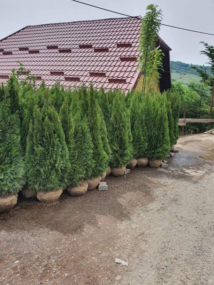 Plante ornamentale la cele mai mici preturi