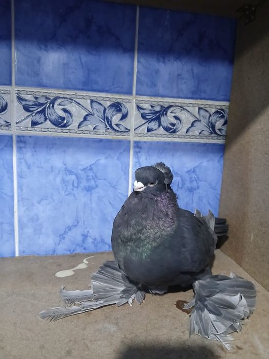 Продам голубка бурый