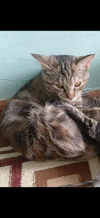 Mushuk yaxshi qoʻlarga beraman