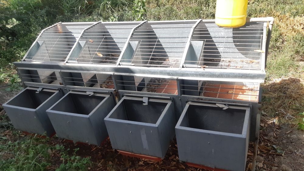 Quyon boqish uchun,quyon ini