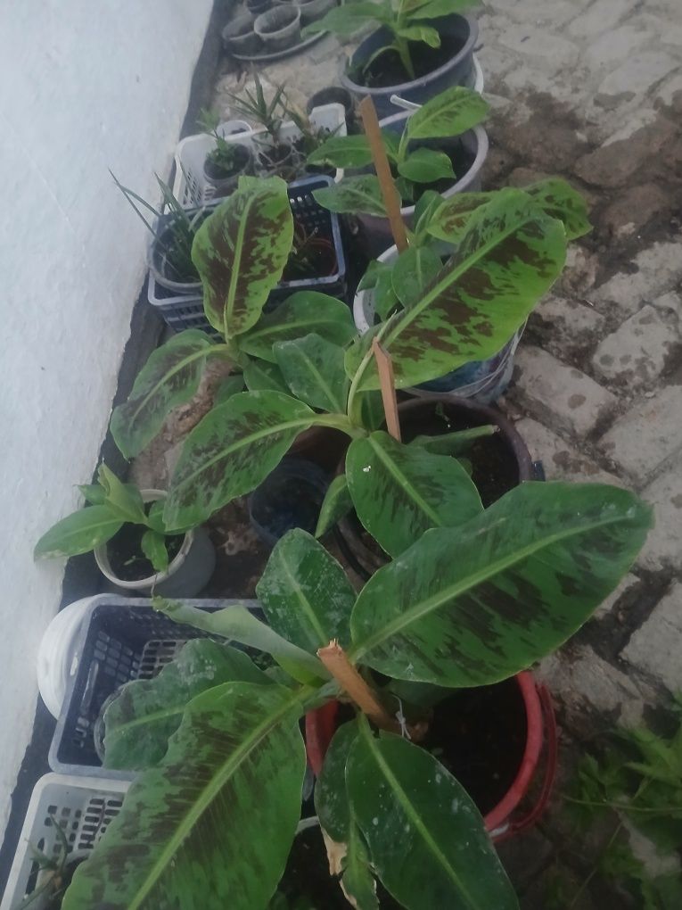 Banan ko‘chatlari sotiladi