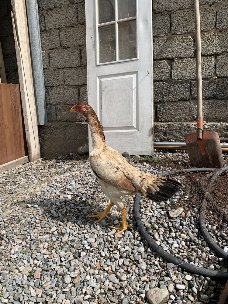 Продается молодая курица О Шамо