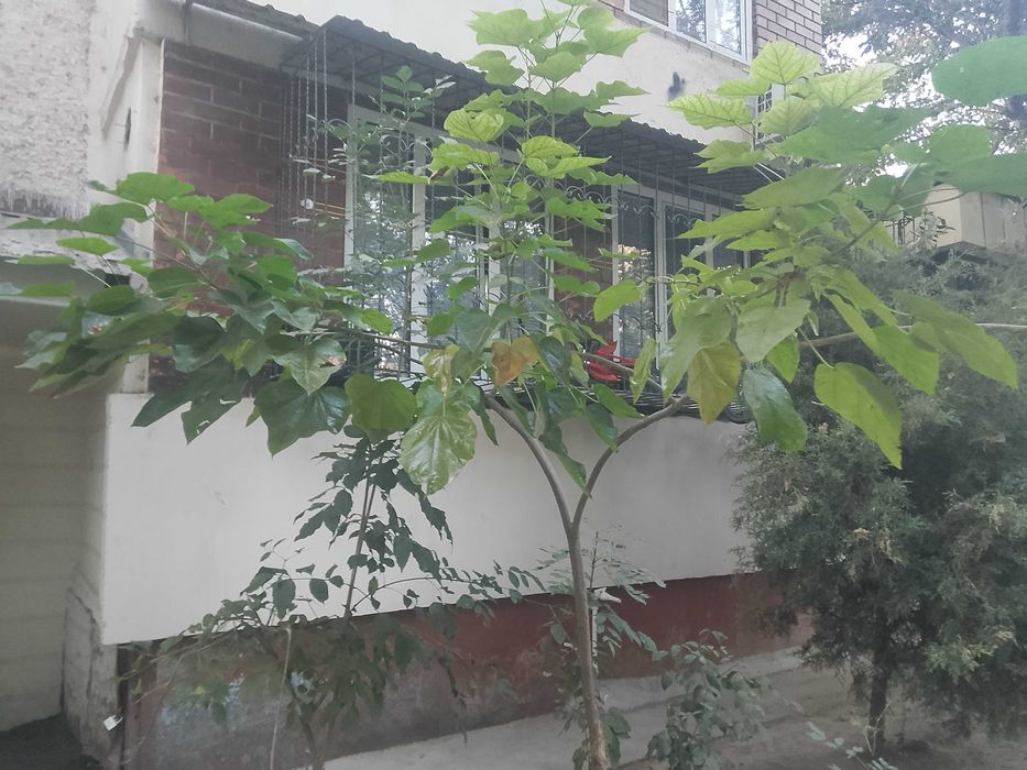 Bez makler uy ijaraga