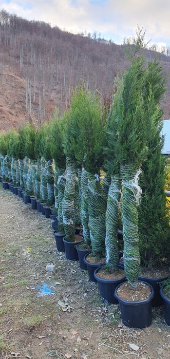 Leylandi chiparos tuia smarald