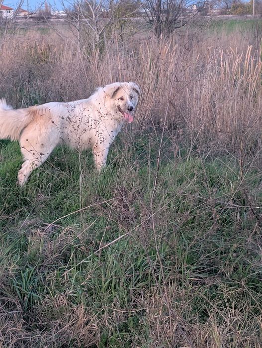 Идеално куче пазач за дома или за ферма