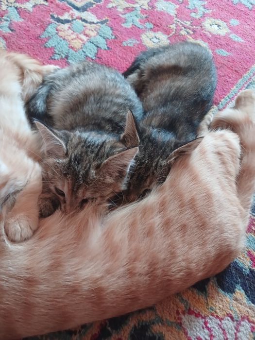 Mushuk bolalar 3ta qiz mushuk