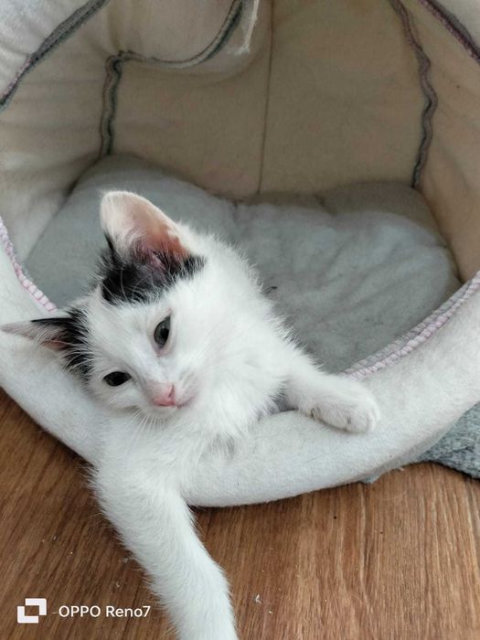 Отдам кошечку в добрые руки