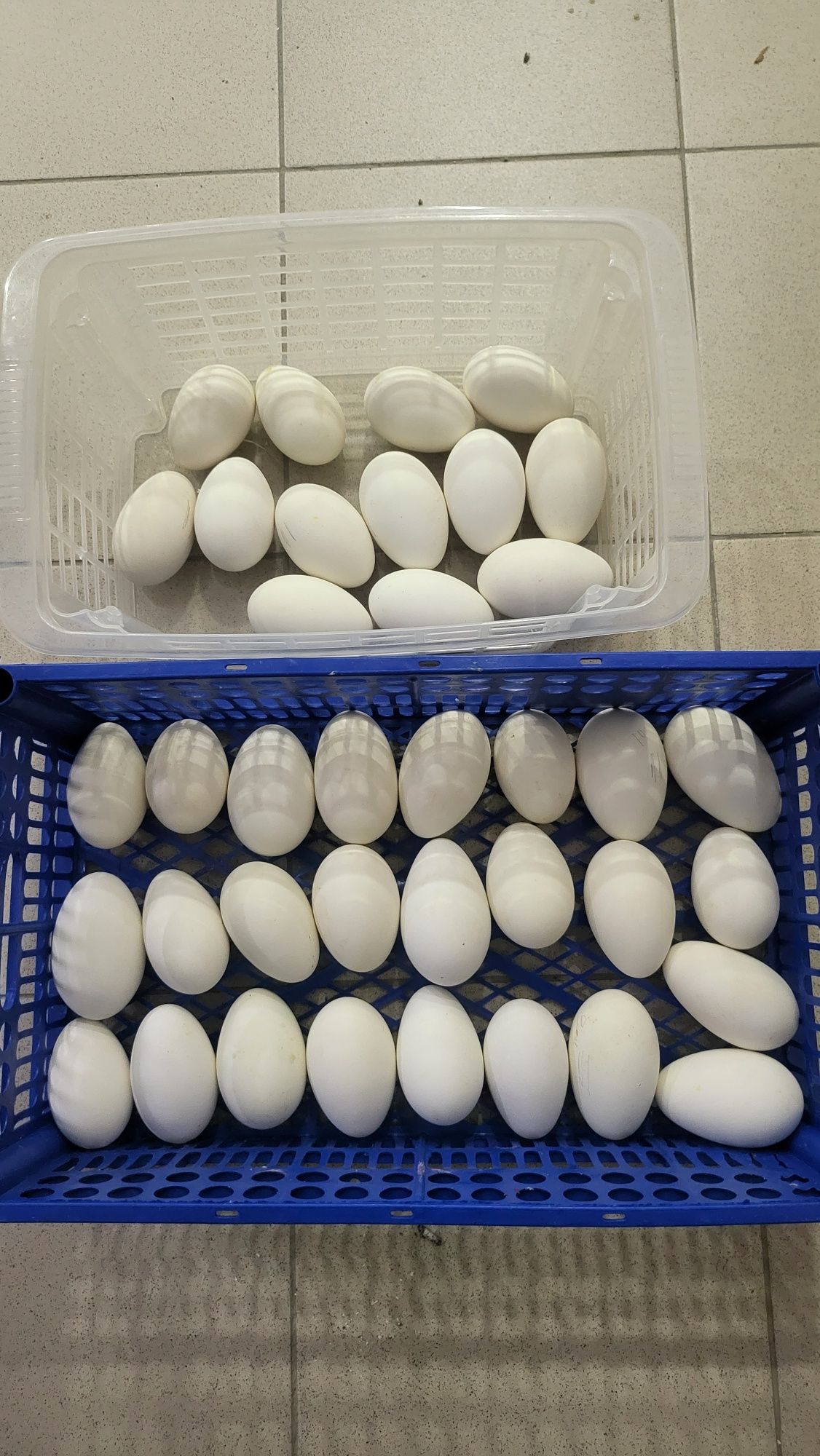 Продается Гусийные яйца