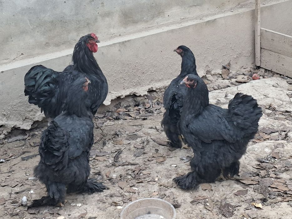 Брама товук ва хурози