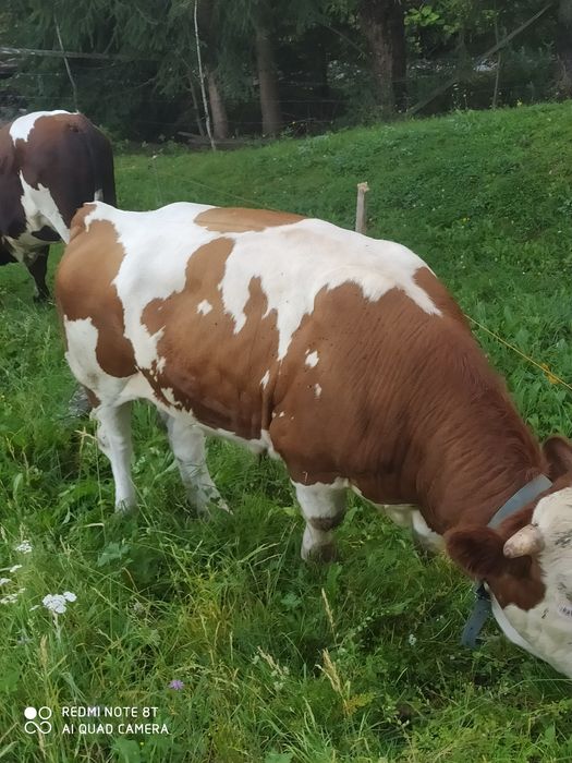 Taur de 1 și 4 luni