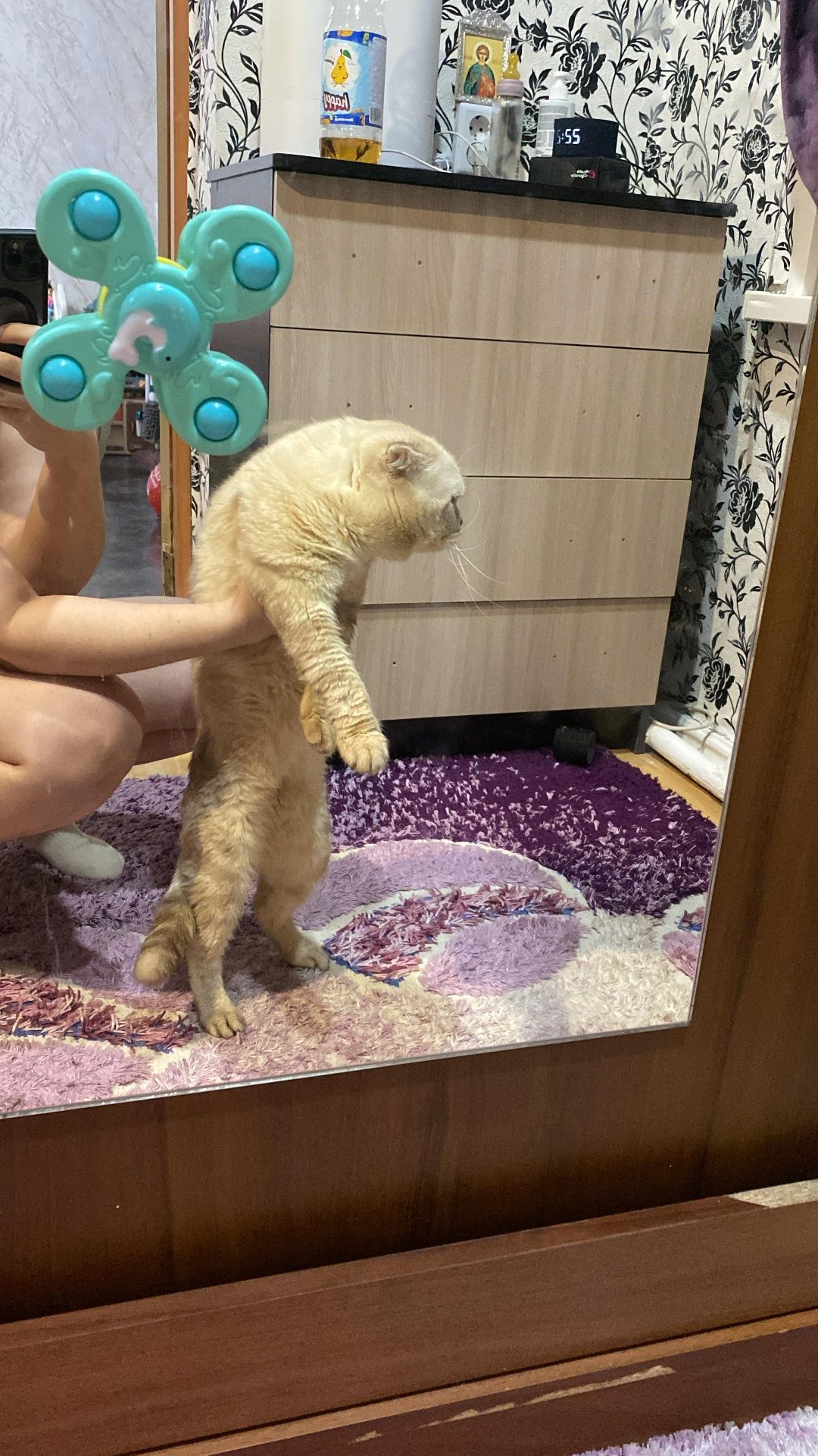 Кот на вязку шотландец вислоухий
