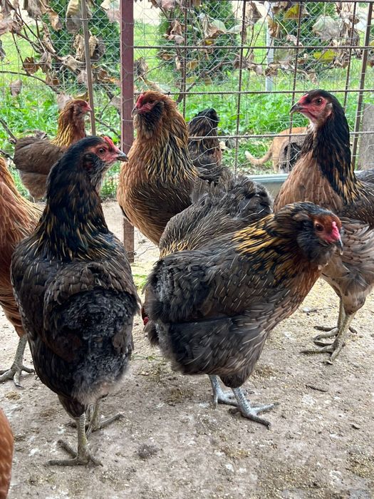 Oua araucana australorp plymouth