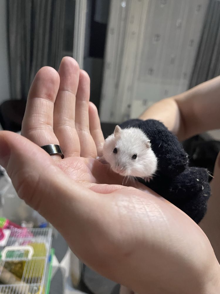 DONEZ HAMSTERI - 6 puiuți, 4 adulți