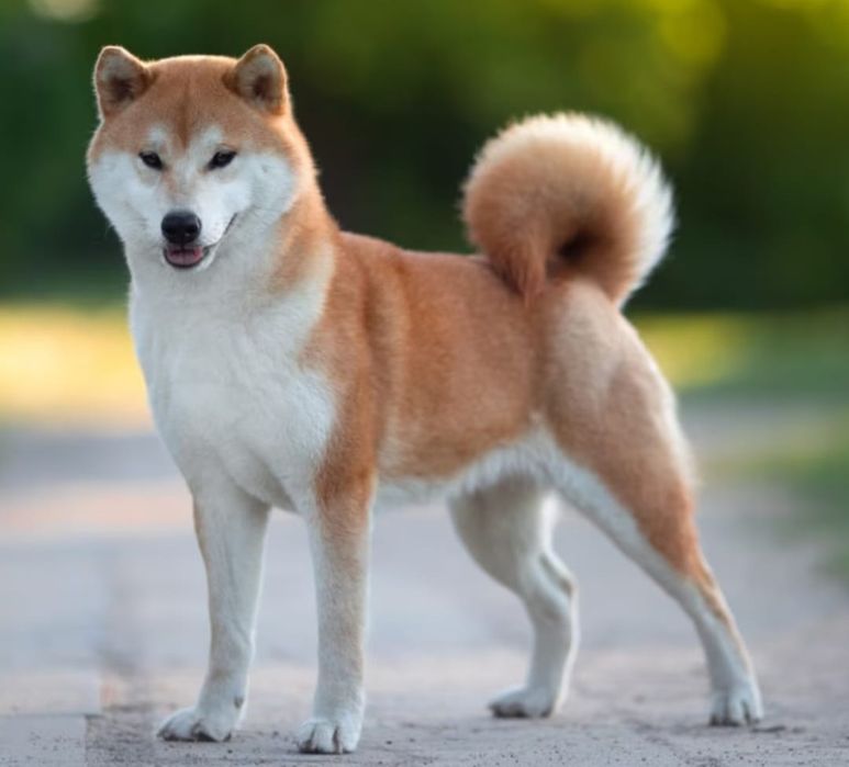 Вязка акито ину.